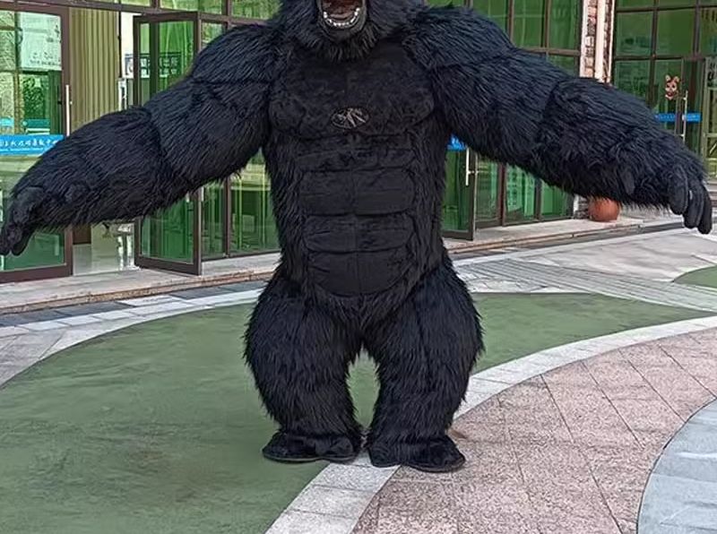 Real Life kostum gorila tiup p - Anime Cosplay Real Life ulasan dan harga