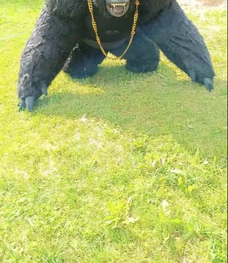 Real Life kostum gorila tiup p - Anime Cosplay Real Life ulasan dan harga