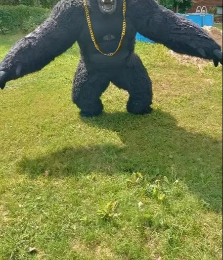 Real Life kostum gorila tiup p - Anime Cosplay Real Life ulasan dan harga